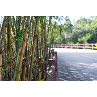 Barrière anti-racine enduit PP spéciale bambou - BIDIM® Bamboo Stop Pro 50 m x 1 m (rouleau unité)