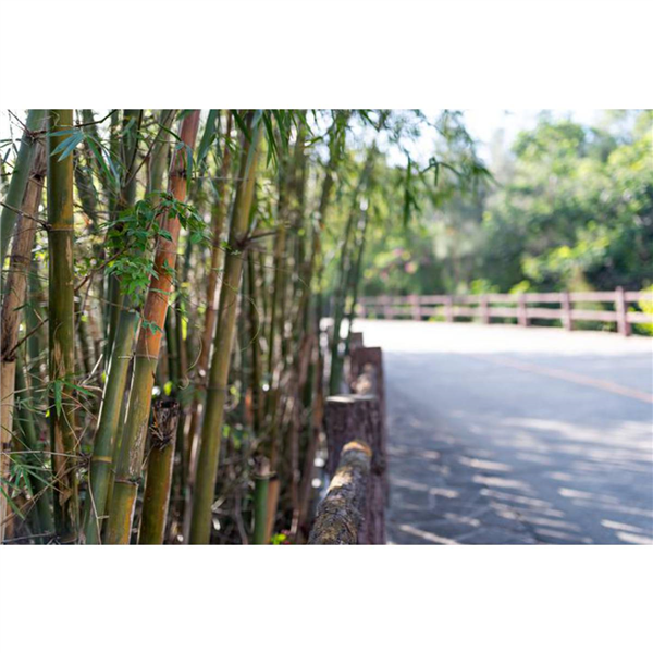 Bidim® BAMBOO STOP PRO 1m x50 m (rouleau unité)