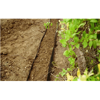 PLANTCOTEX RACINE BAMBOUS  LISSE    600 mm x 25 ml