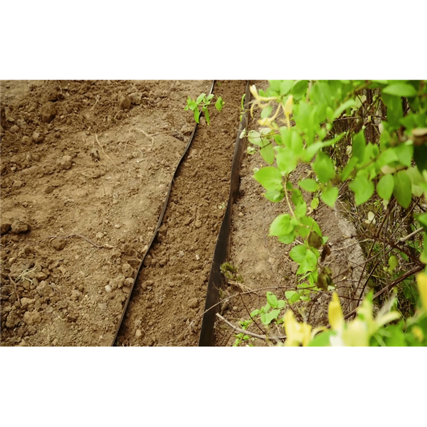 PLANTCOTEX RACINE BAMBOUS  LISSE    600 mm x 25 ml