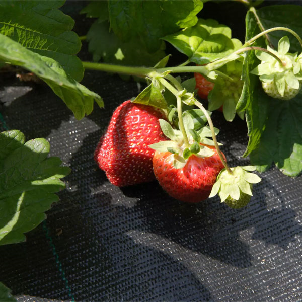 Toile de paillage 130g/m² Verte - Rouleau de 1,05 M x 100,00 M - Edia