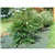 TOILE DE PAILLAGE VERTE - 130 g/m² - 2,10 m x 100 m