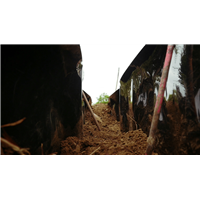 PLANTCOTEX RACINE BAMBOUS  LISSE    600 mm x 25 ml