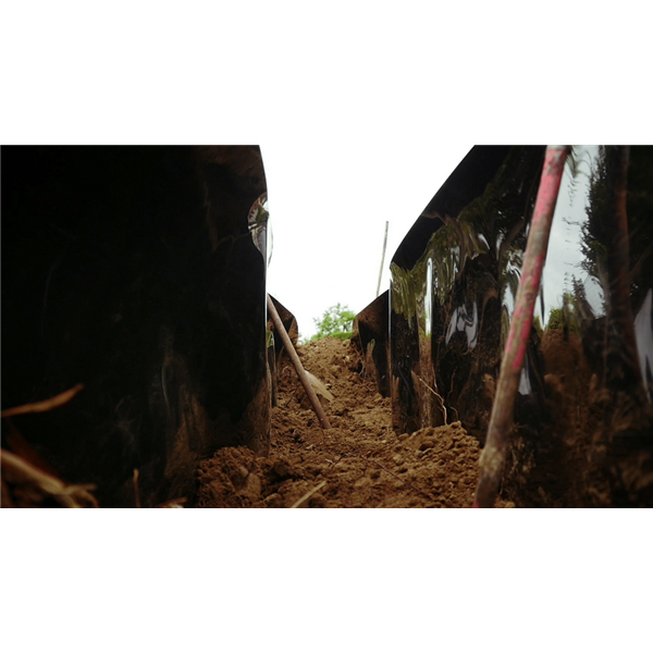 PLANTCOTEX RACINE BAMBOUS  LISSE    600 mm x 25 ml