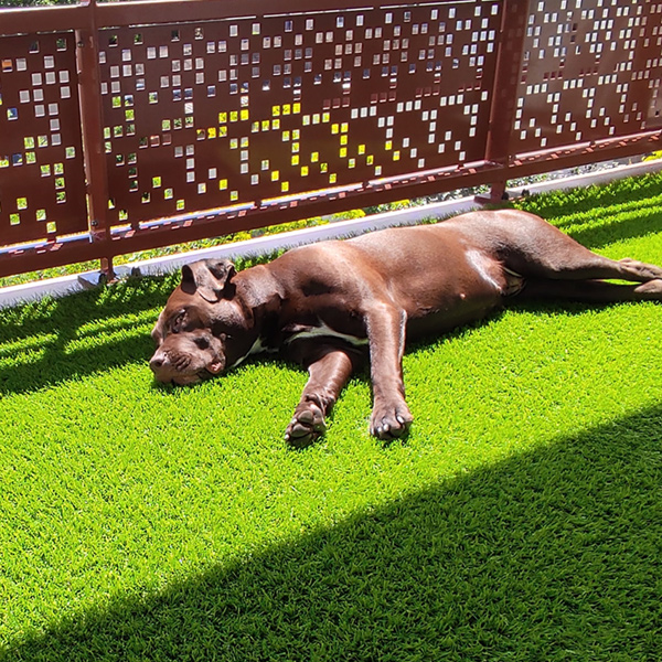 Gazon synthétique - Campus Exelgreen - Garantie 8 ans - Hauteur 38,00 MM