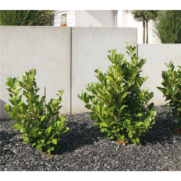 MUR DE SOUTENEMENT BETON GRISE LISSE HT80 LG100
