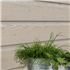 Bardage bois peint en Sapin du Nord de classe 3.1 - Protect Silverwood - Profil Oscillo XXL - 26,00 MM x 122,00 MM - Long. 4,45 M - Coloris Cendre