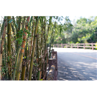 Bidim® BAMBOO STOP PRO 1m x50 m (rouleau unité)