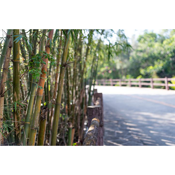 Bidim® BAMBOO STOP PRO 1m x50 m (rouleau unité)