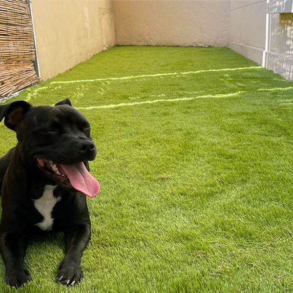 Gazon synthétique - Natura Exelgreen - Garantie 8 ans - Hauteur 50,00 MM