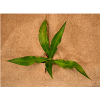 FEUTRE BIO 1000 2,20X25ML       M2