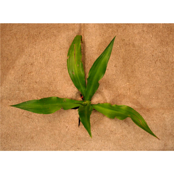 FEUTRE BIO 1000 2,20X25ML       M2